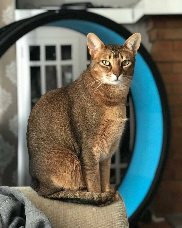 Чаузи ф1 абиссинский