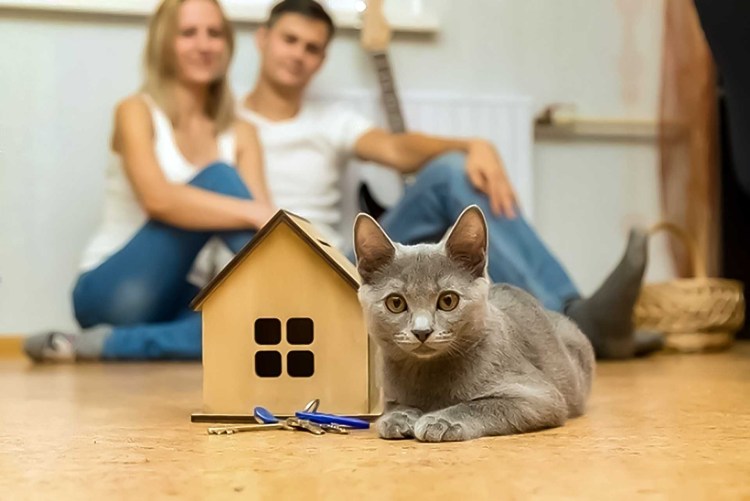 Новоселье кошка