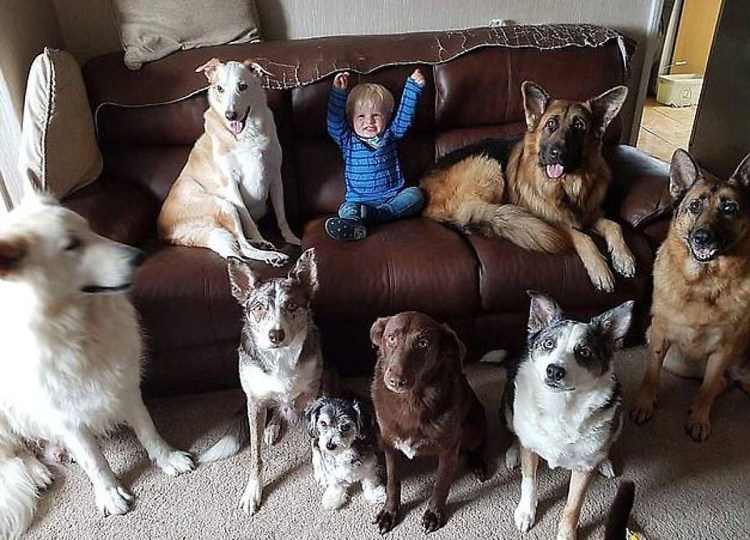 Домашние животные в кв