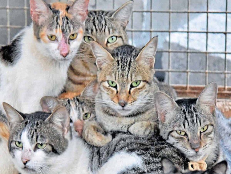 Саванна кошка Размеры и вес