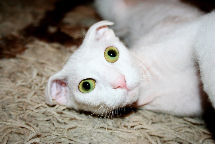 Сфинкс украинский левкой