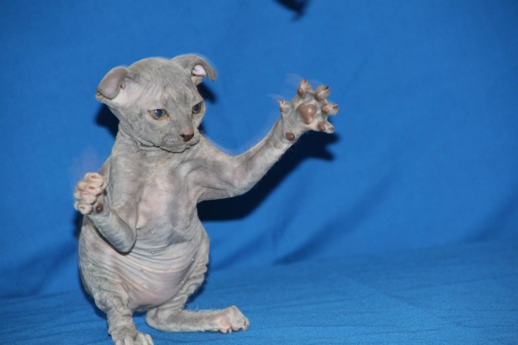 Украинский левкой кошка