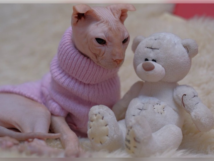 Украинский левкой