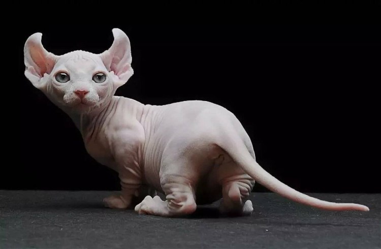 Скоттиш фолд Манчкин