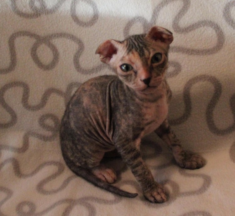 Кошки породы украинский левкой