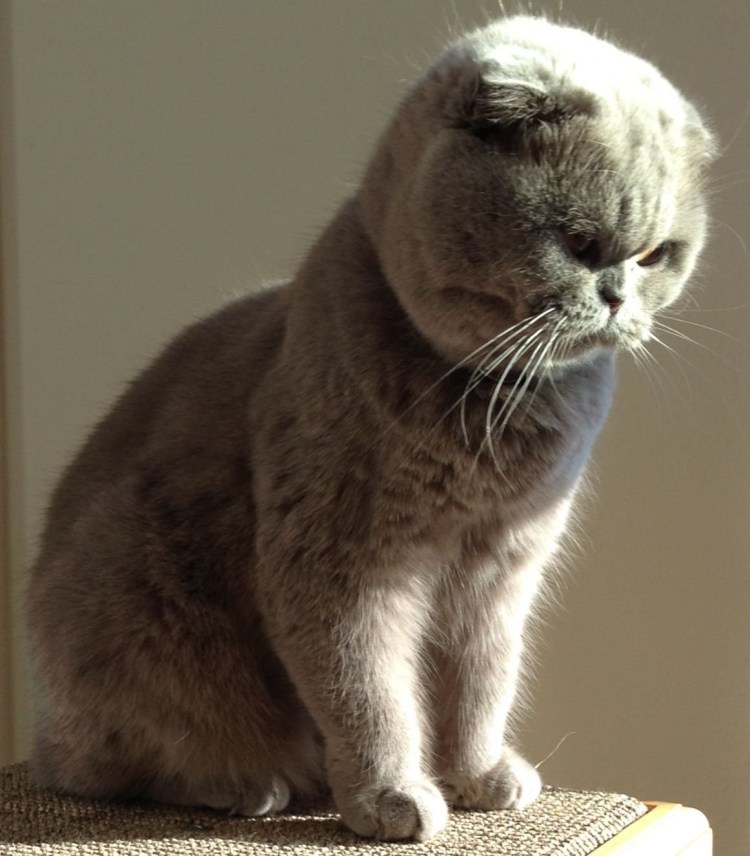 Стрижка кота скоттиш фолд