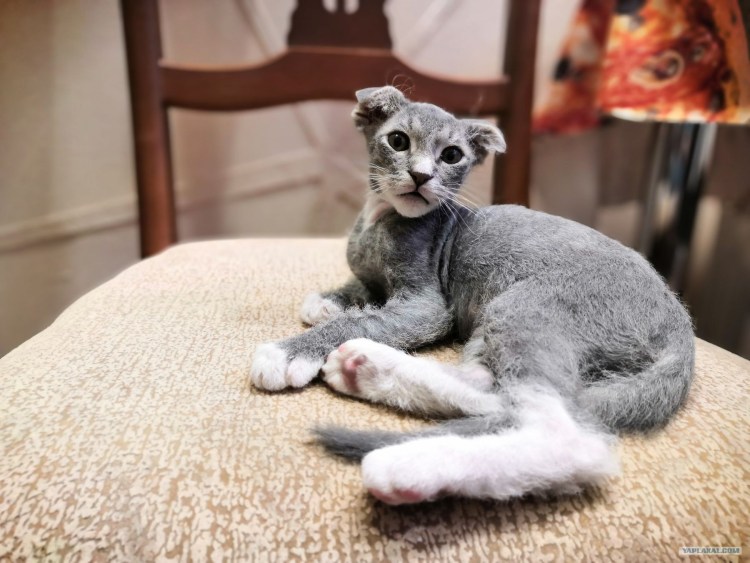 Вислоухий сфинкс украинский левкой