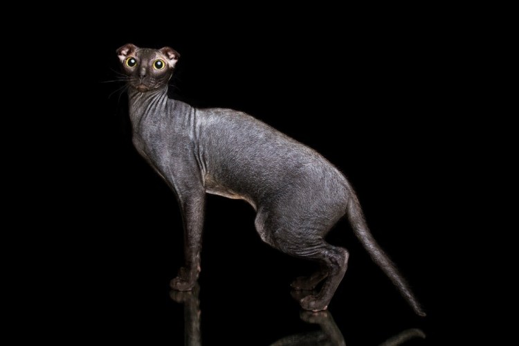 Украинский левкой сфинкс Раш