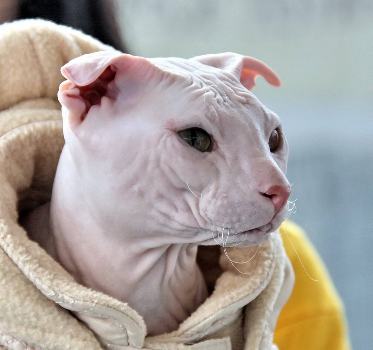 Сфинкс украинский левкой