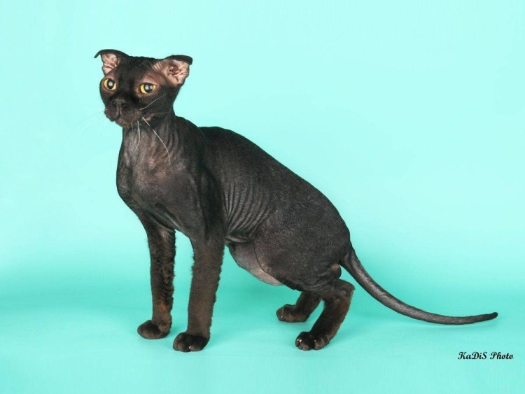 Кошка сфинкс Двэльф