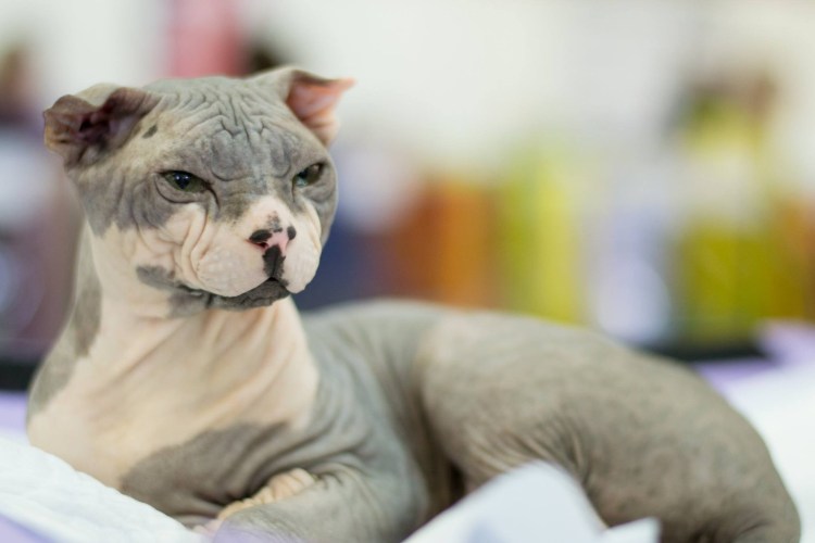 Брашевый левкой