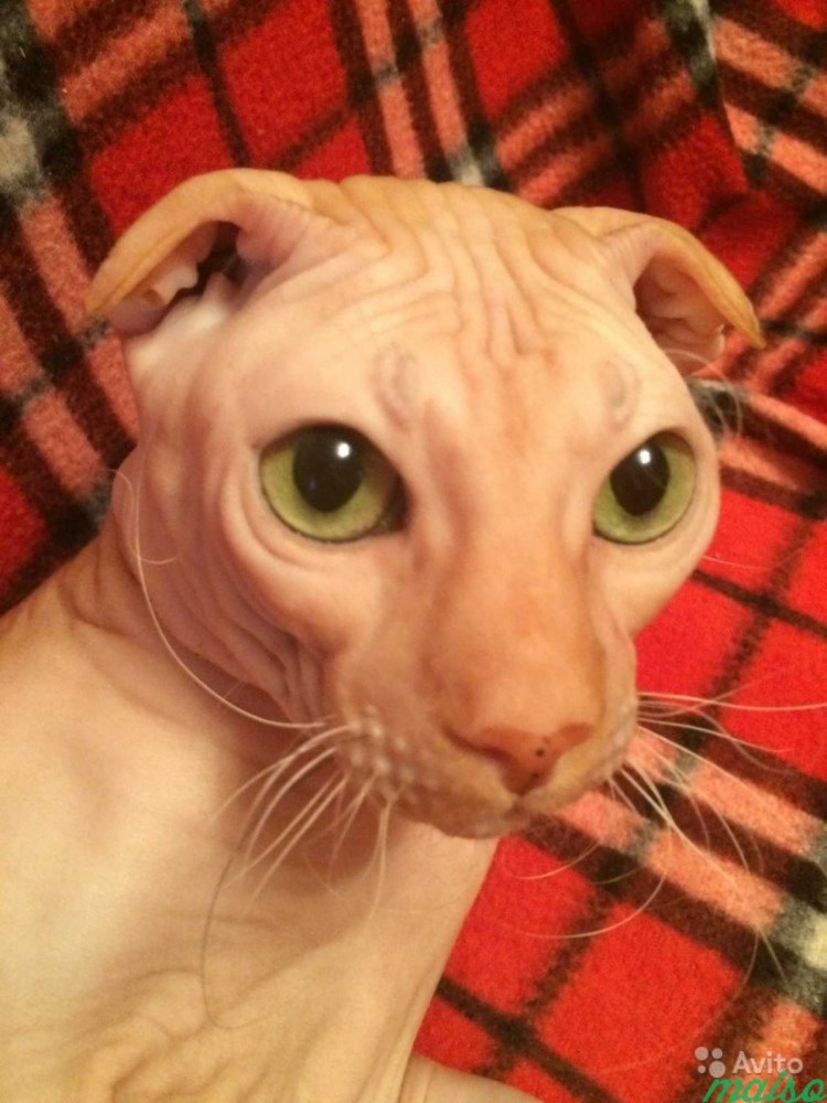 Украинский левкой