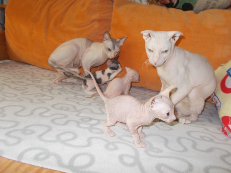 Стрижка кота скоттиш фолд