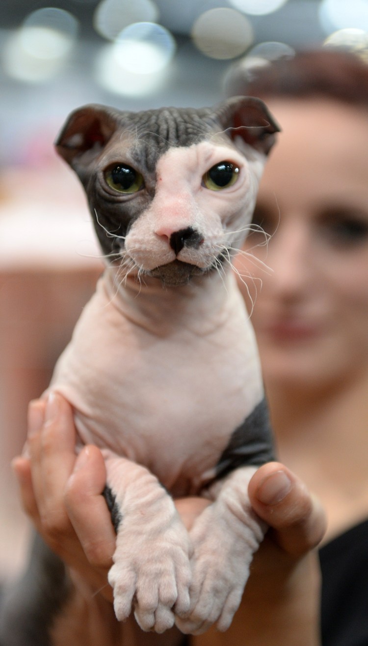 Донской левкой сфинкс