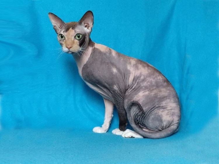 Украинский Донской сфинкс