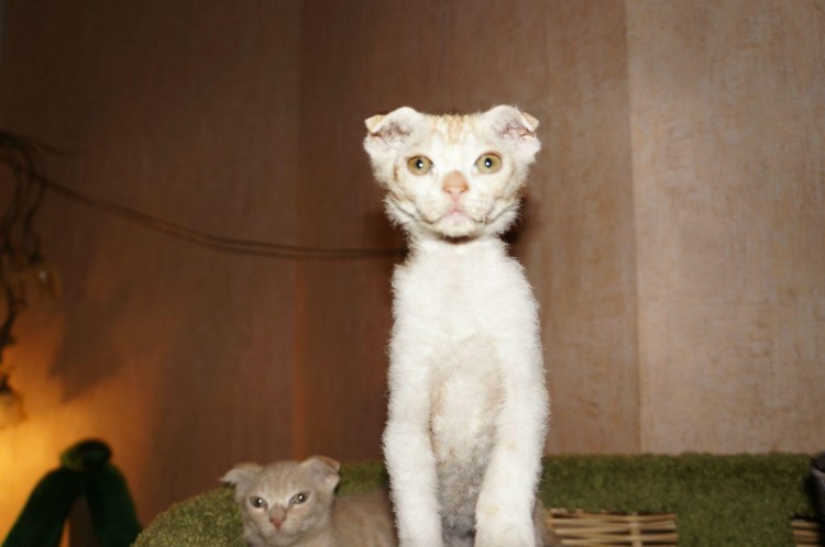 Порода украинский левкой