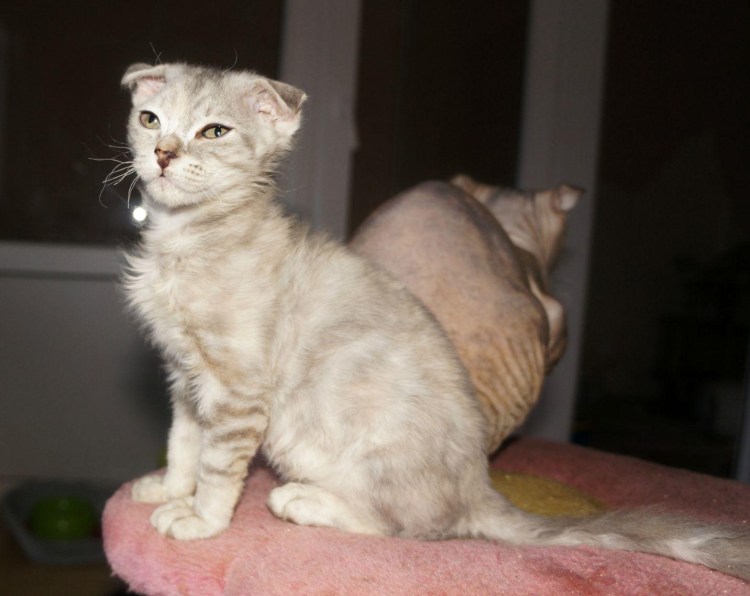 Из украински котят