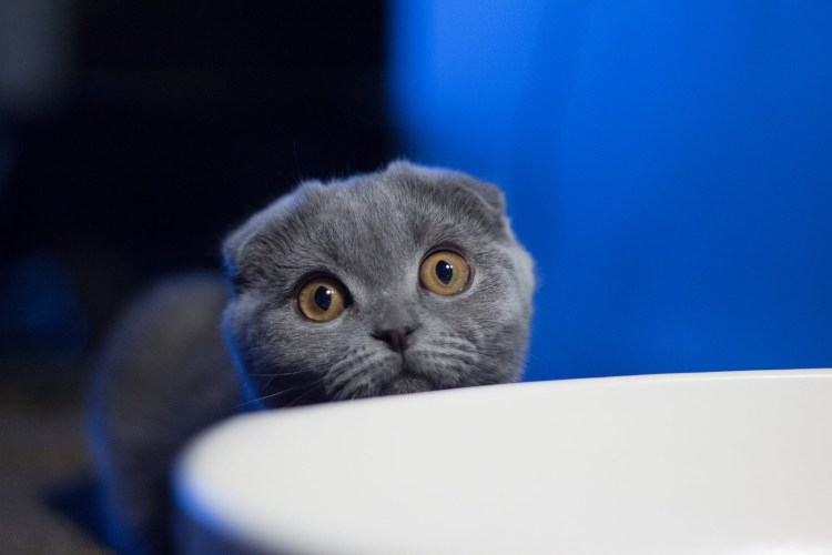 Украинский левкой кошка