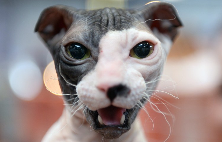 Вислоухий кот сфинкс