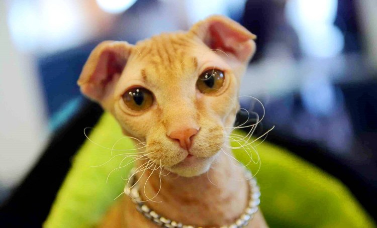 Украинский левкой страйт