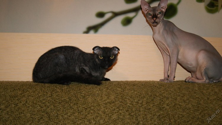 Английский вислоухий кот