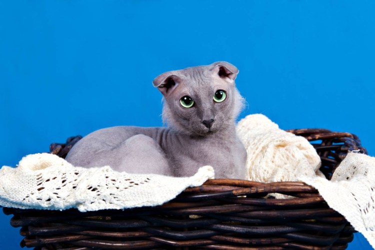 Смесь вислоухий кот с карими глазами