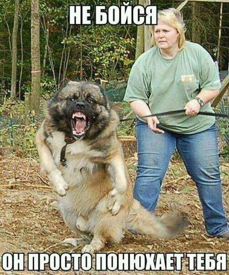 Кавказская овчарка Гризли