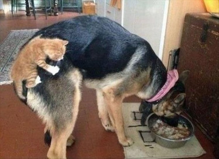 Собака обожралась