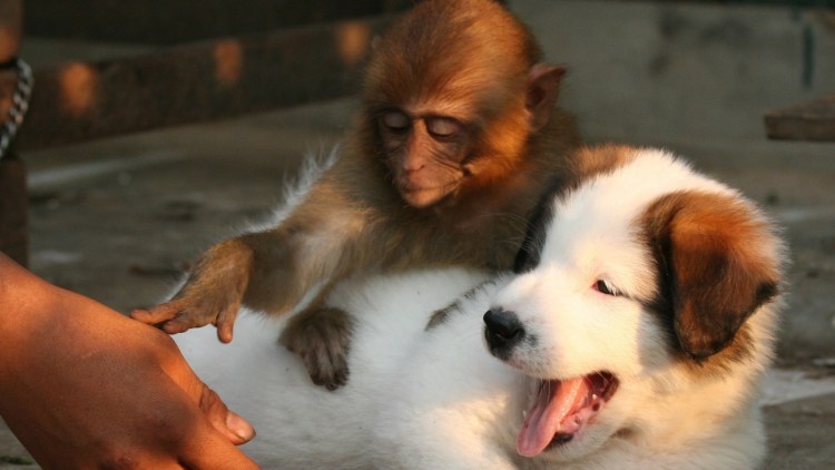 Обезьяна и щенок