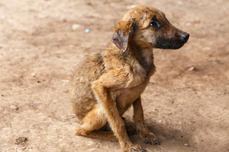 Бедные бездомные животные