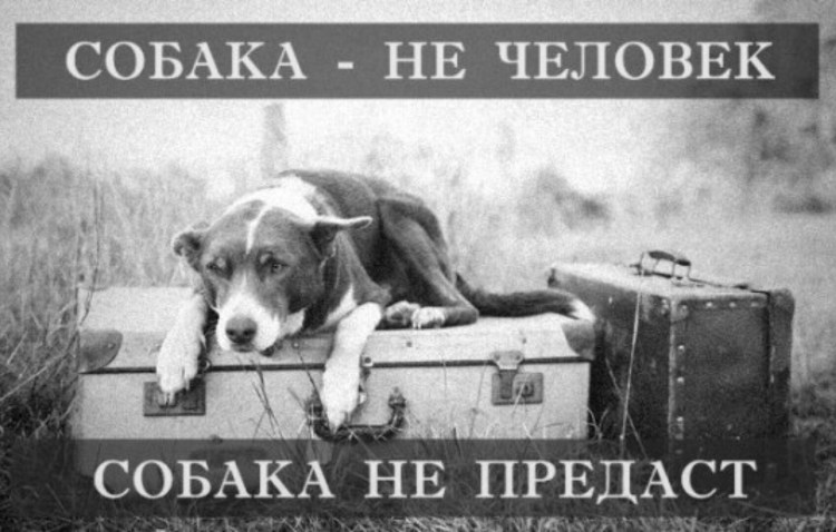 Собака не человек собака не предаст