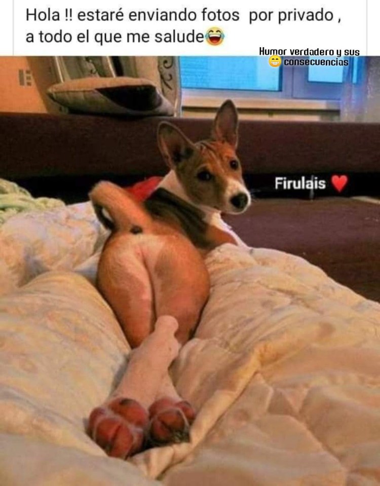 Интимки животных