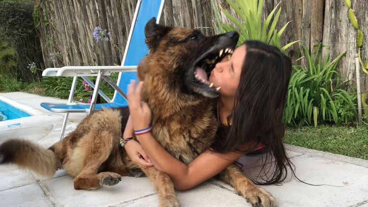 Немецкая овчарка селфи