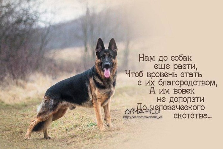 Высказывания о собаках