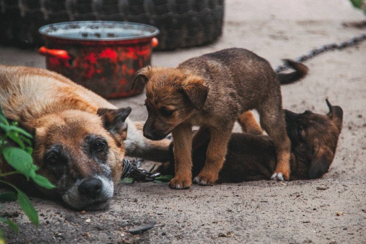 Бродячие животные