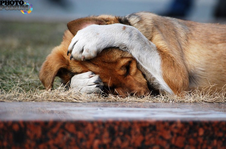 Беспокойство животных