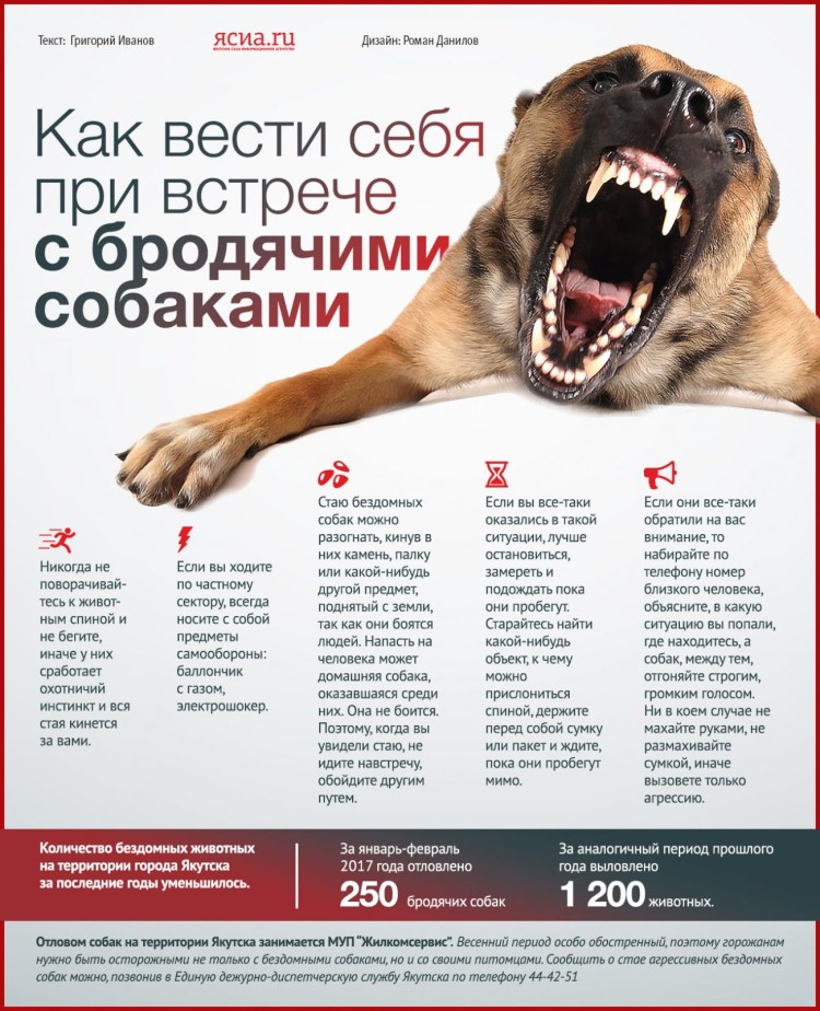 Нападение собак правила поведения