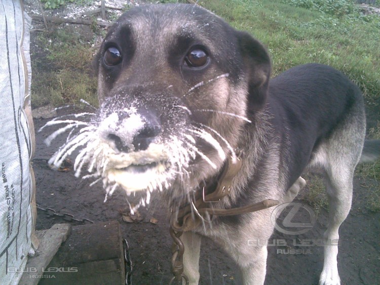 Собака в сметане