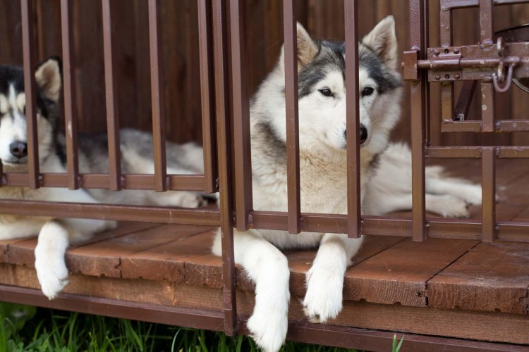 Вольер для сибирской хаски