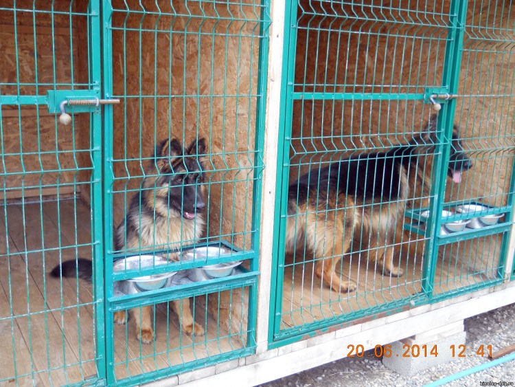 Вольеры для кинологических собак