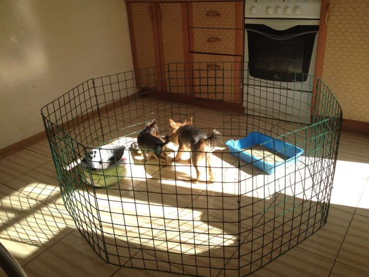 Вольеры для щенков своими руками