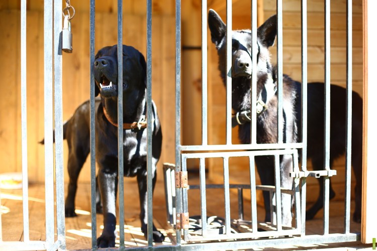 Собака в вольере