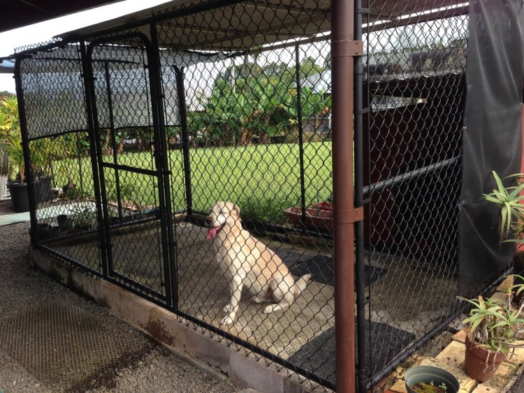 Вольер для собаки лабрадор