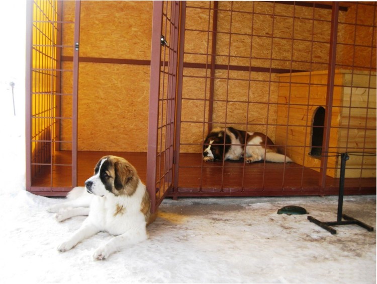 Вольер для Московской сторожевой