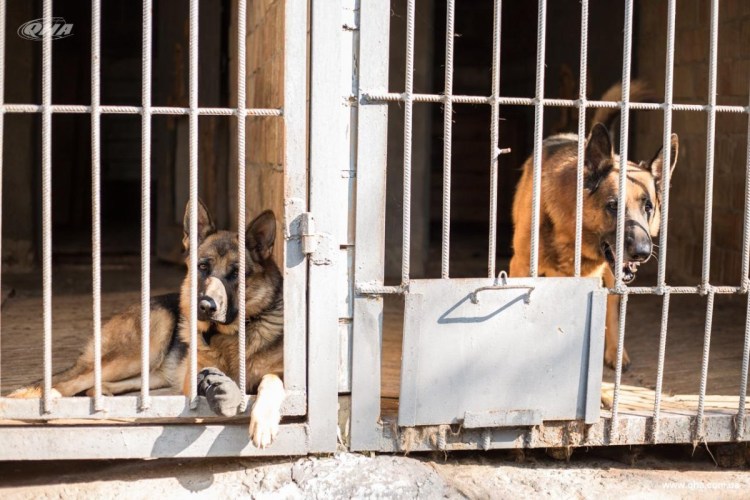 Вольеры для служебных собак