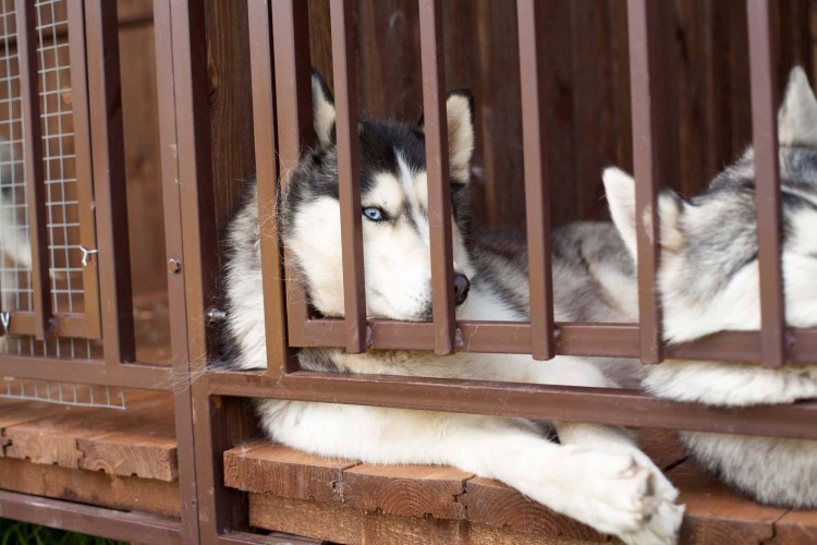 Вольер для хаски