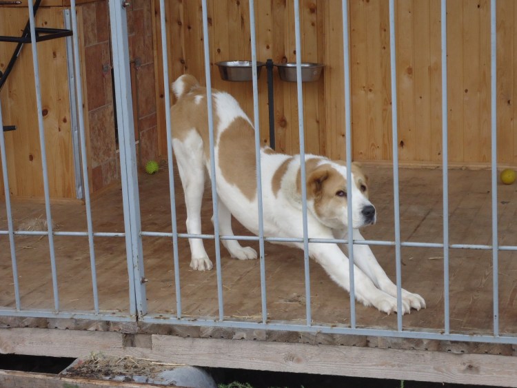 Вольер для среднеазиатской овчарки