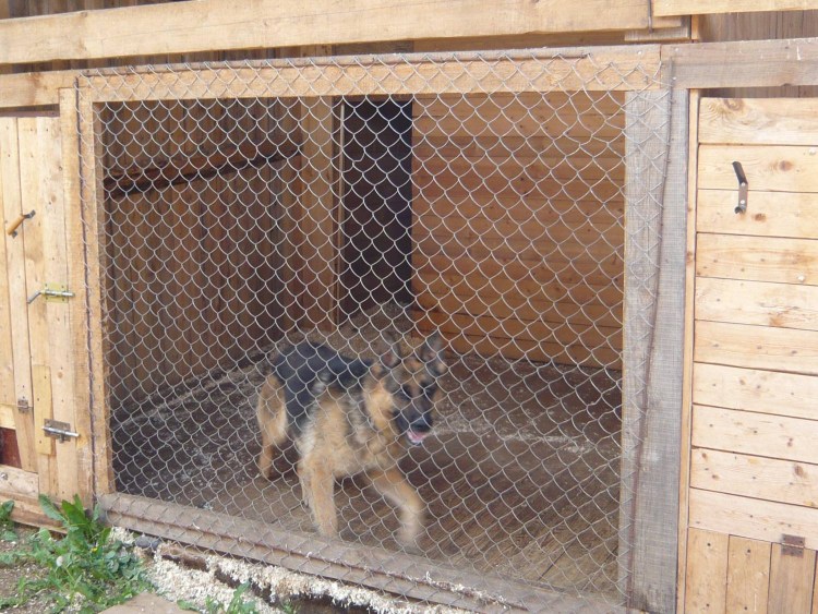 Вальер для немецкой овчарки