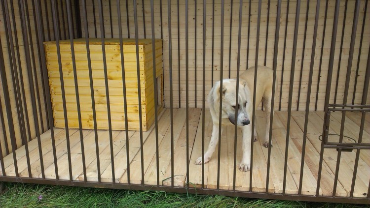 Вольер для собаки алабай