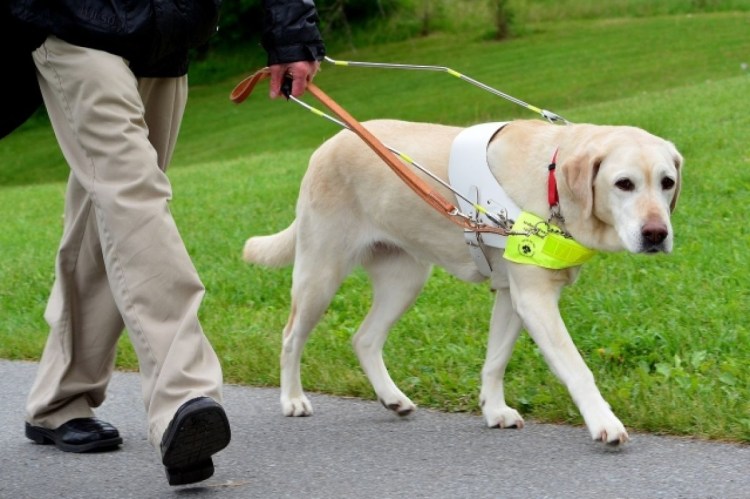 Лабрадор ретривер поводырь